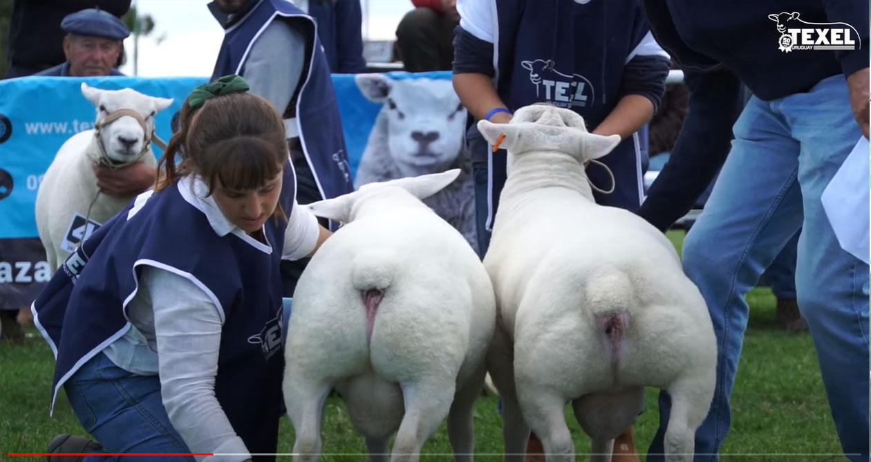 4ª Nacional Texel — Congresso Texel do Mercosul, Expo Melilla