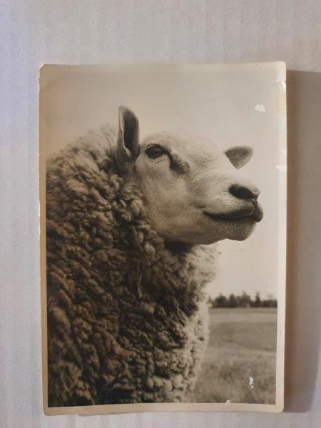 Registro histórico da 1ª importação de Texel da Holanda
