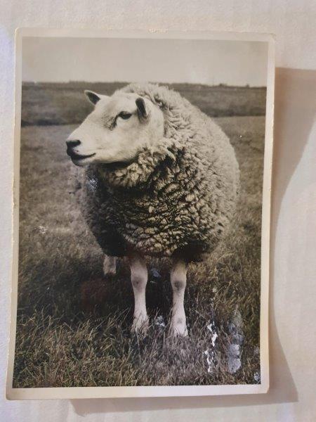 Registro histórico da 1ª importação de Texel da Holanda