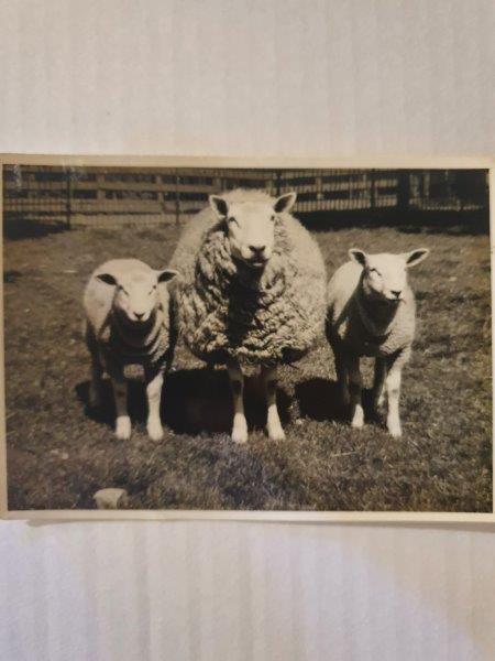 Registro histórico da 1ª importação de Texel da Holanda