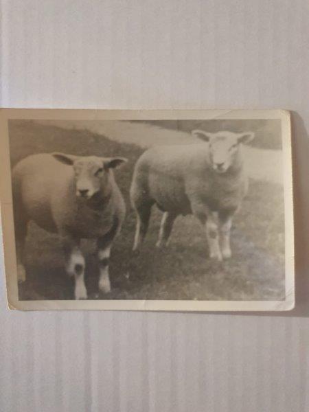 Registro histórico da 1ª importação de Texel da Holanda