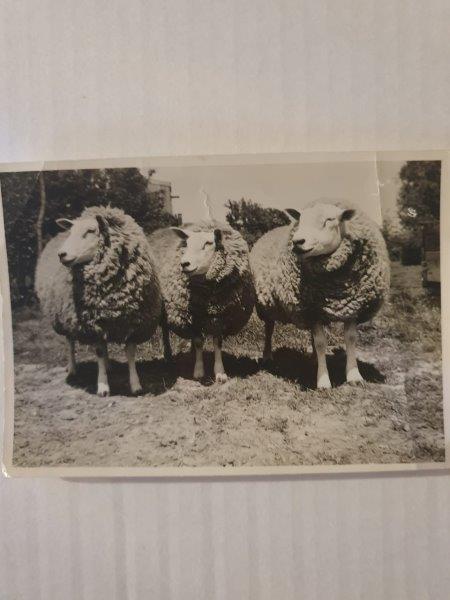 Registro histórico da 1ª importação de Texel da Holanda