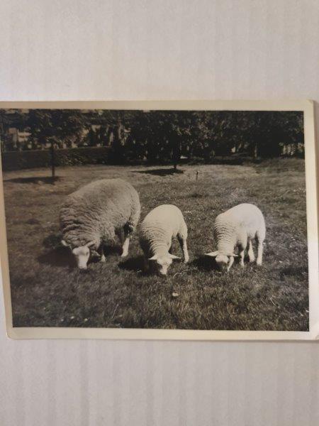 Registro histórico da 1ª importação de Texel da Holanda