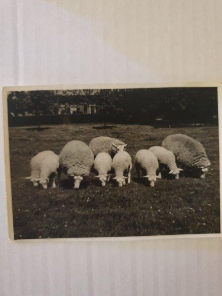 Registro histórico da 1ª importação de Texel da Holanda