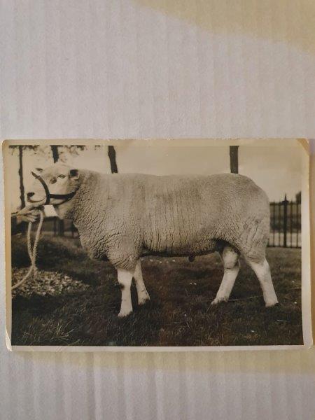 Registro histórico da 1ª importação de Texel da Holanda