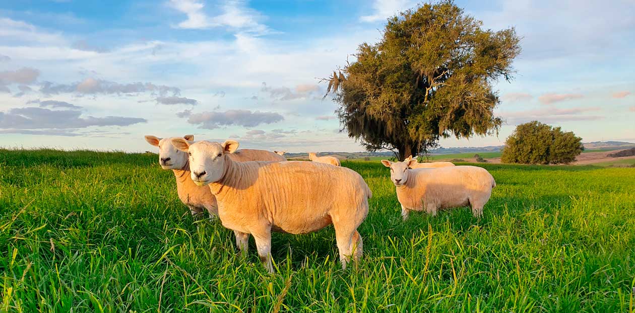 Ovinos Texel a campo