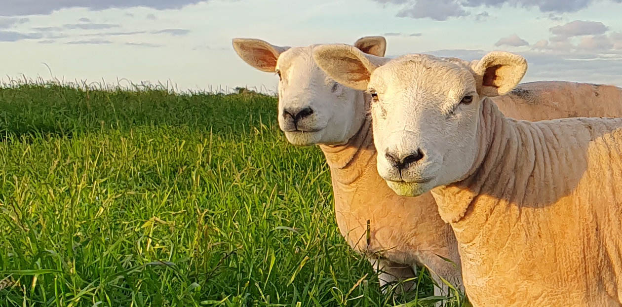 Ovinos Texel a campo