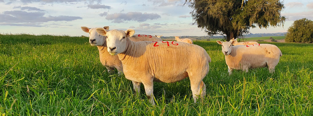 Ovinos Texel a campo