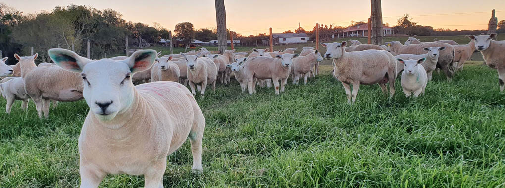 Ovinos Texel a campo