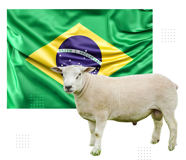 Ovino Texel e a bandeira do Brasil