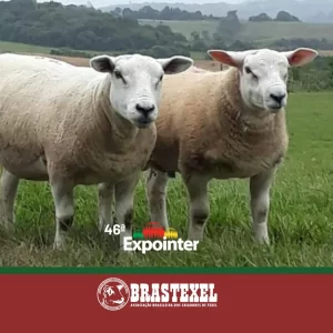 Brastexel - presente na Expointer 2023